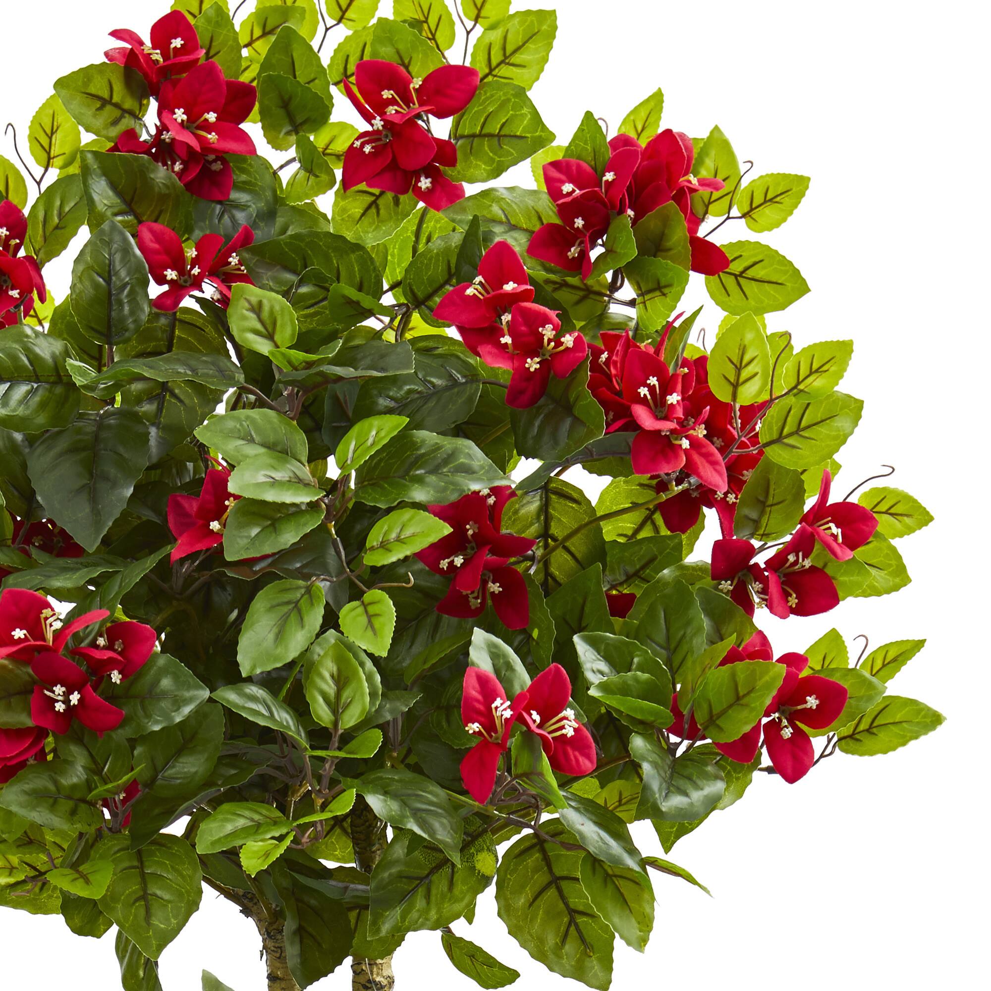 4ft. Potted Double Bougainvillea Topiary Tree